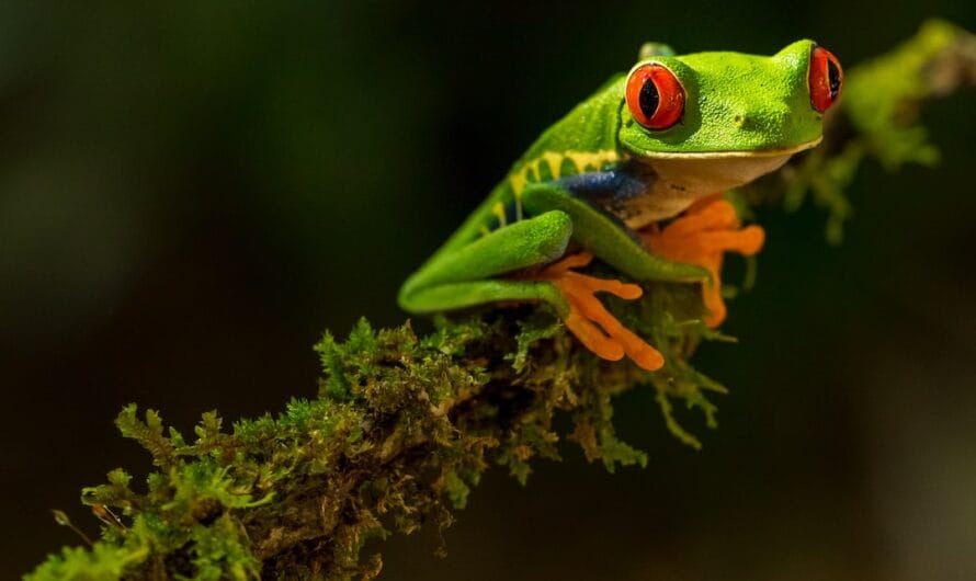 Cette grenouille qui fait "coin-coin" plutôt que "croa-croa"