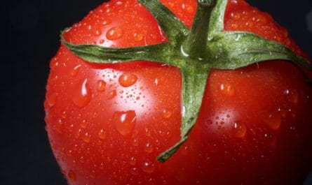 L'affaire de la tomate fugueuse ou le mystère "rouge écarlate" de l'ISS dévoilé !