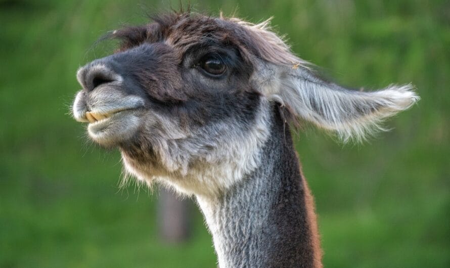 Un Lama Prénommé Ramsès Joue les Aventuriers dans le Haut-Rhin !