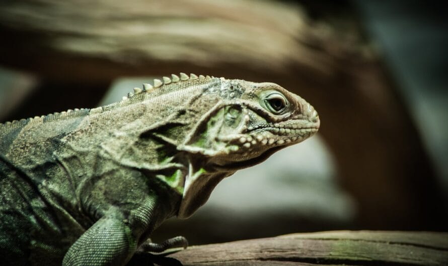 Un Lézard "Sticky" Échappe de Justesse à la Detox chez les Gendarmes!