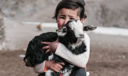 Une chevrette fait trempette et devient la star de Gâvres !