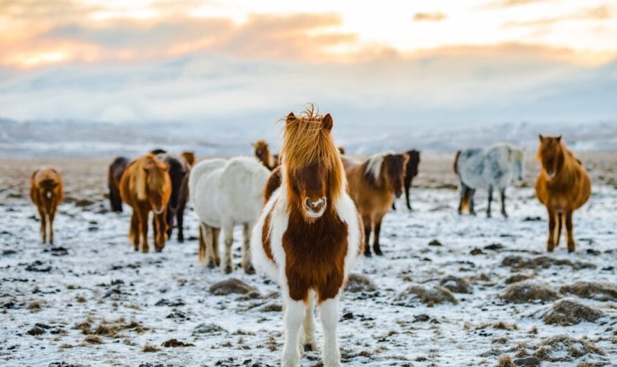 Quand le cheval galope sur la pointe des pieds : le sport qui fait hennir de rire !