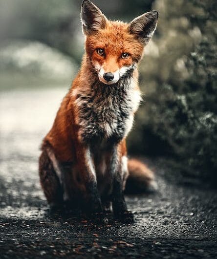 Quand le maire joue les Zorro pour un renard en détresse !