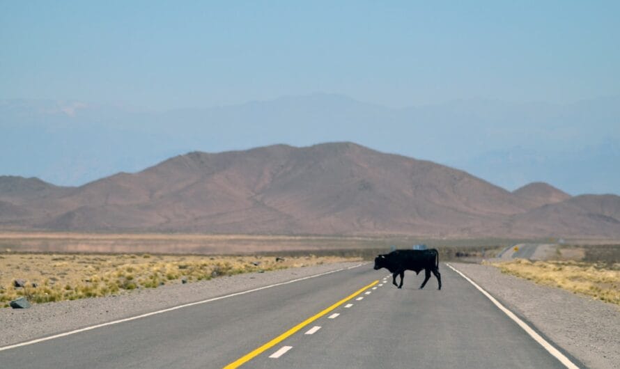 Quand les vaches prennent l’autoroute : manifestation insolite dans le Tarn-et-Garonne !