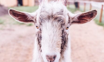 Un Bouc en Vadrouille Sème la Zizanie à Sète !