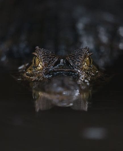 Un croco de 4 mètres fait le grand saut pour le Nouvel An : la pêche de l’extrême en Australie !