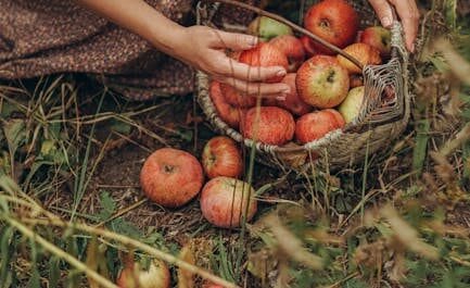 La Pomme Cythère Jumelle : Quand la Nature Nous Joue des Tours Hilarants !