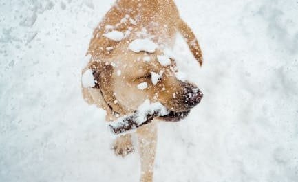 Vouloir sauver son chien, ça peut vite tourner au drame glacé !