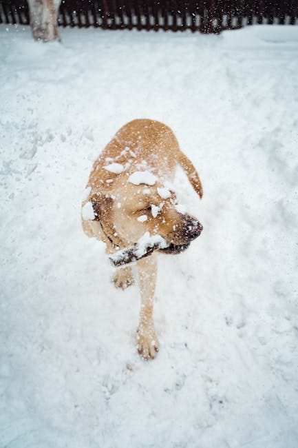 Vouloir sauver son chien, ça peut vite tourner au drame glacé !