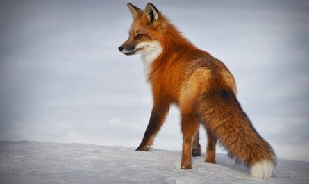 Quand la campagne s'invite en ville : le renard de Saint-Priest fait des siennes !