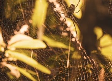 Quand l'oreille devient un nid douillet pour les araignées