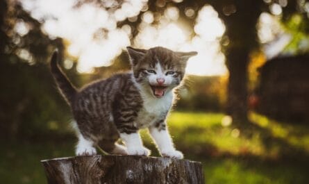 Une baguette contre un chaton abandonné, l'offre insolite d'un boulanger au grand cœur