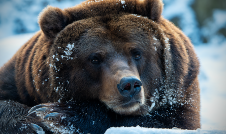 L'ours plongeant qui a conquis le cœur des internautes