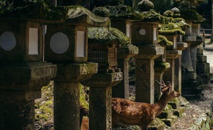 Quand le chevreuil fait son entrée au cimetière