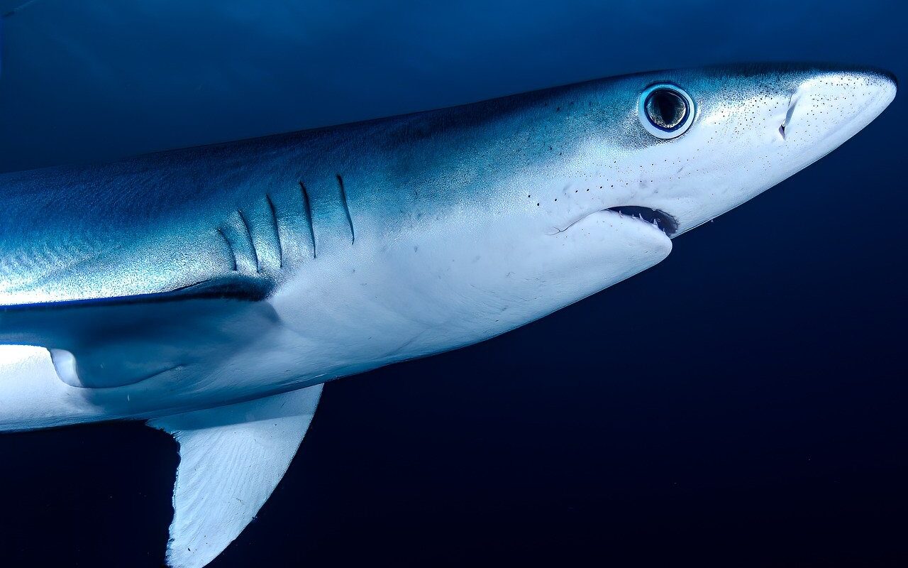 Quand le requin bleu se la joue touriste à Port-Vendres !