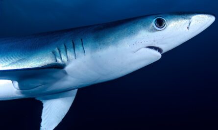 Quand le requin bleu se la joue touriste à Port-Vendres !