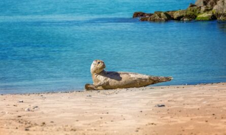 Un phoque en balade sur la plage de Dieppe !