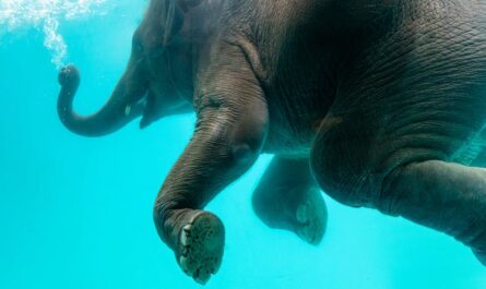 Alerte au phoque dans la piscine olympique !