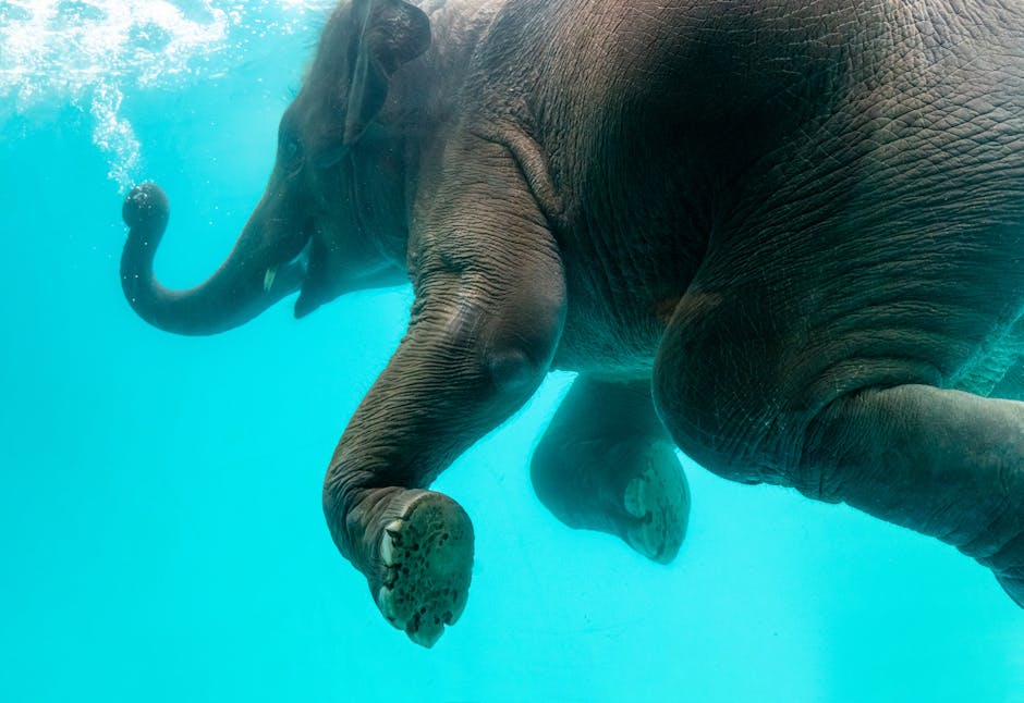 Alerte au phoque dans la piscine olympique !