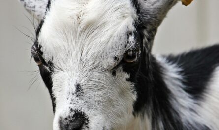 Le petit bouc de Taluyers fait tourner en bourrique les gendarmes !