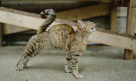 Pourquoi les chats font-ils la danse du ventre avant de sauter ?