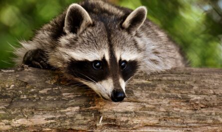 Un raton laveur squatte la chaise longue de Josette à Belleville !