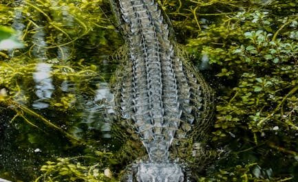 Barcelone envahie par les crocodiles ? Pas de panique, c'est juste une petite blague !