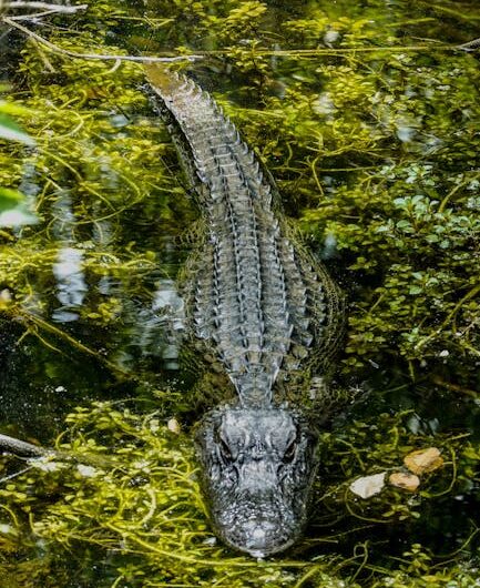 Barcelone envahie par les crocodiles ? Pas de panique, c’est juste une petite blague !