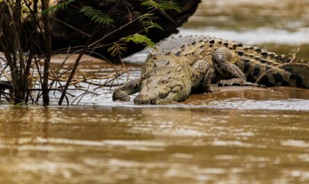 Croco la malice fait des vagues à Barcelone !