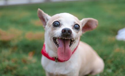 Le chihuahua terrifiant qui fait rire la toile !