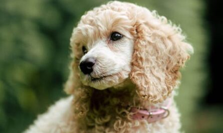 Quand un chien de berger confond un caniche avec un mouton !