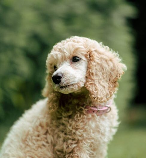 Quand un chien de berger confond un caniche avec un mouton !