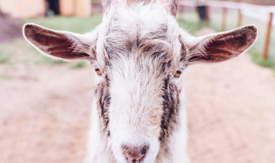 Un bouc fait des siennes dans un centre de vie pour seniors en Haute-Vienne !