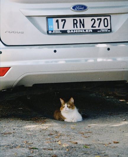 Un chaton garagiste baptisé par les internautes !