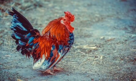 Des poules qui font la leçon : le spectacle insolite qui fait caqueter la France !