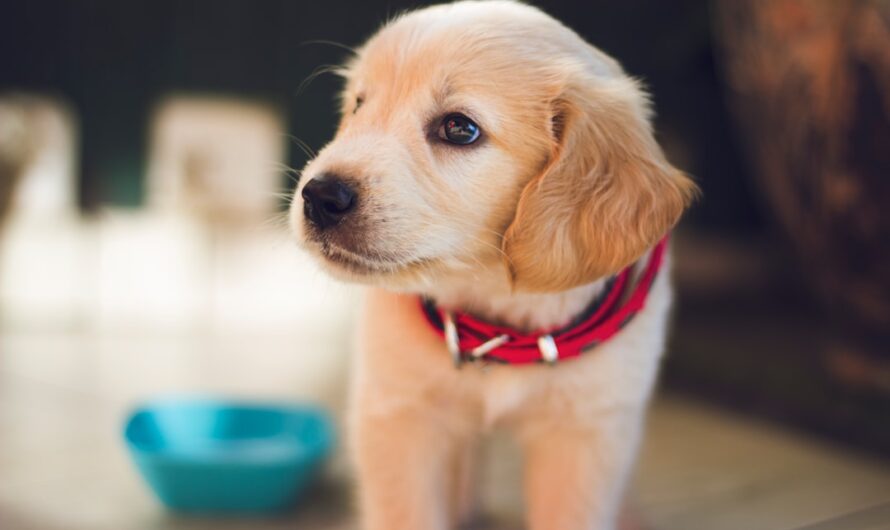 Un Chiot Fait sa Rentrée au Collège : La Nouvelle Arme Anti-Décrochage Scolaire !