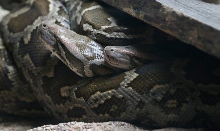 Un serpent régurgite deux autres serpents : le festin de trop qui tourne au cauchemar !