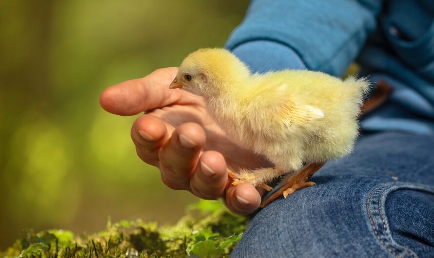 Une poule dans le canoë, le voyage insolite de Félix le baroudeur