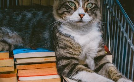 Des chats et des livres : la librairie qui ronronne à Aix-en-Provence