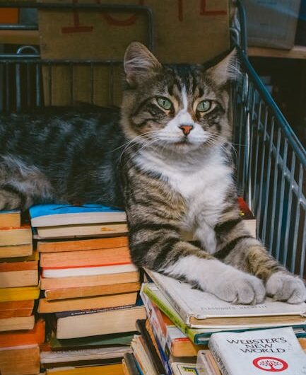 Des chats et des livres : la librairie qui ronronne à Aix-en-Provence