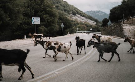 Invasion caprine à Savennières : quand les boucs font leur cinéma dans les rues !