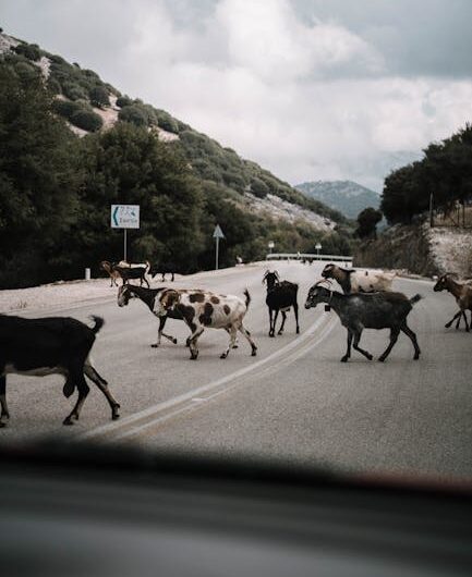 Invasion caprine à Savennières : quand les boucs font leur cinéma dans les rues !