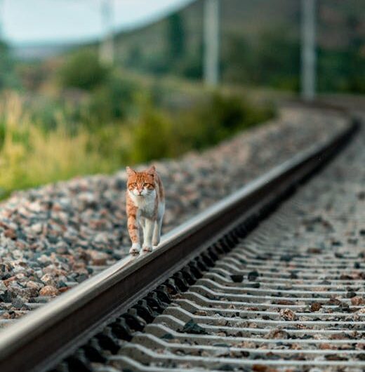 Pouki le chat fraudeur : l’incroyable périple ferroviaire qui a failli tourner au drame !