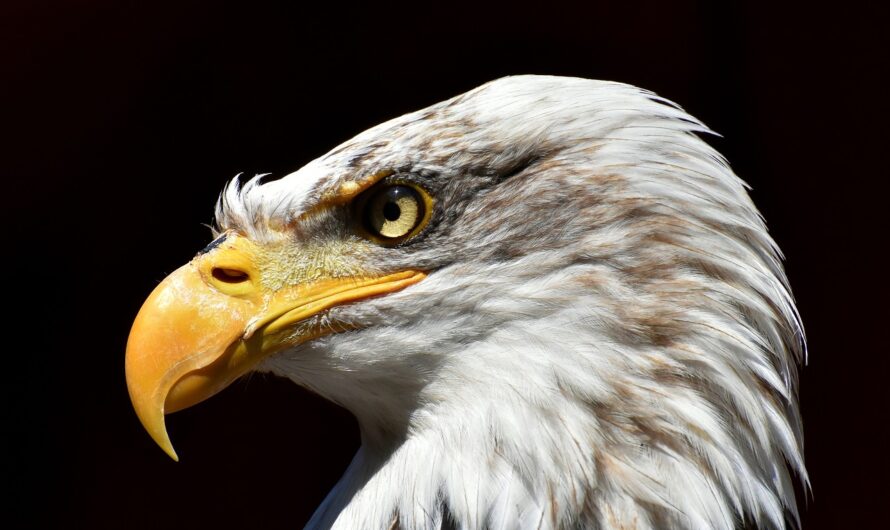 Un aigle s’invite au resto : quand le ciel nous tombe sur la tête à Antibes !