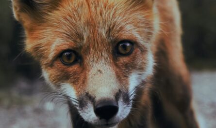 Un renard kleptomane sème la panique à Caluire : vos baskets ne sont plus en sécurité !