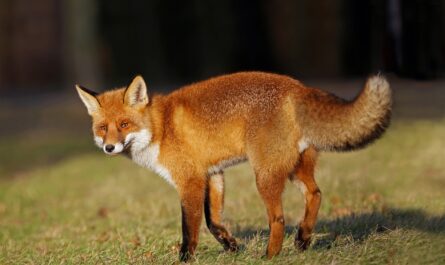 Un renard squatteur s'invite chez un couple de Bandol : la cohabitation inattendue qui fait jaser !