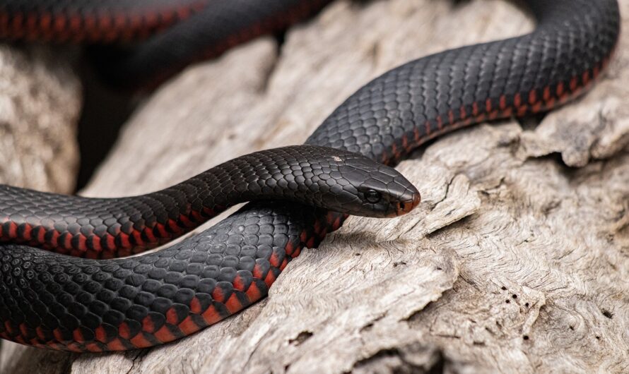 Un serpent assoiffé boit à la source… humaine !