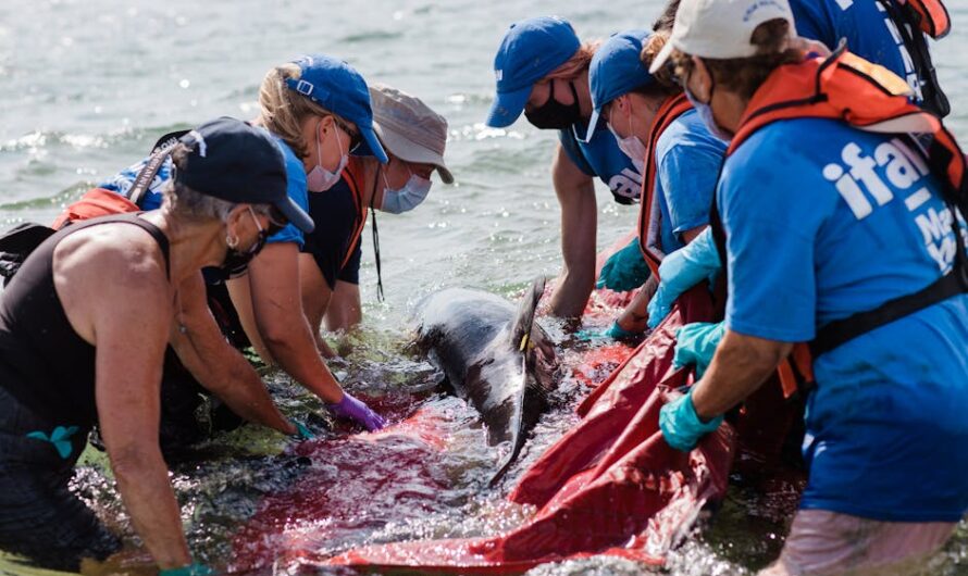 Un touriste héroïque sauve un bébé dauphin sur une plage landaise : une aventure mouillée et risquée !