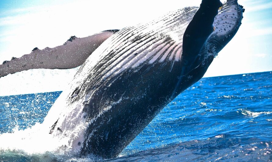 Une baleine à bosse fait son show dans la Seine : le nouveau spectacle aquatique qui fait jaser !