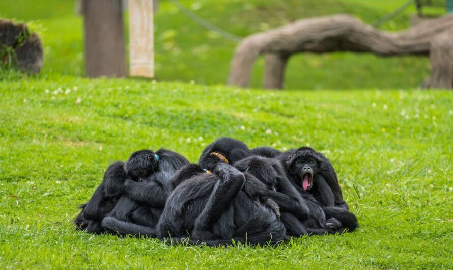 Alerte singe ! 43 macaques en cavale après une évasion digne de Prison Break